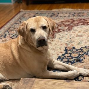 Meet your Posher, Shayla